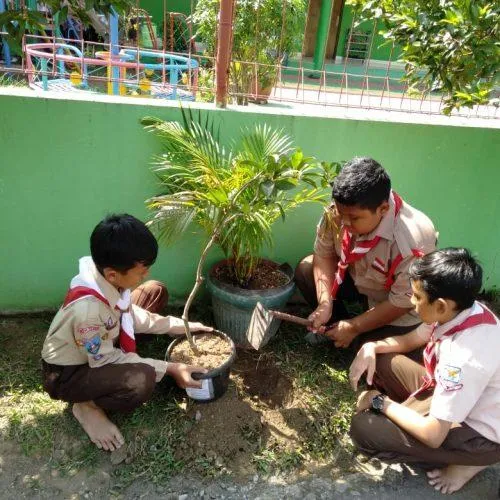 Bibit Pohon Mangga